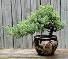 Japanese Dwarf Juniper Bonsai In Porcelain Pot. Black And Gold Elephants