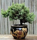 Japanese Dwarf Juniper Bonsai In Porcelain Pot. Black And Gold Elephants