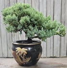 Japanese Dwarf Juniper Bonsai In Porcelain Pot. Black And Gold Elephants