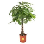 Money Tree,Live Plant, Pachira House Plant, Home Decor, 3-4' Tall in Nursery Pot
