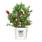 Double Take® Scarlet Storm Quince - Live Plant - 3 Gallon Pot