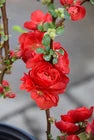 Double Take® Scarlet Storm Quince - Live Plant - 3 Gallon Pot
