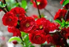 Double Take® Scarlet Storm Quince - Live Plant - 3 Gallon Pot