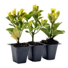 Golden Euonymus, Live Plants in 2.5" Nursery Cubes, Japonica ‘Aureo-Marginatus’