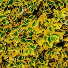 Golden Euonymus, Live Plants in 2.5" Nursery Cubes, Japonica ‘Aureo-Marginatus’