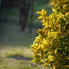 Golden Euonymus, Live Plants in 2.5" Nursery Cubes, Japonica ‘Aureo-Marginatus’
