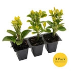Golden Euonymus, Live Plants in 2.5" Nursery Cubes, Japonica ‘Aureo-Marginatus’