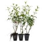 Japanese Privet in 2.5" Nursery Cubes, Ligustrum japonicum, Live Evergreen Shrub