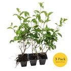 Japanese Privet in 2.5" Nursery Cubes, Ligustrum japonicum, Live Evergreen Shrub