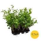 Japanese Privet in 2.5" Nursery Cubes, Ligustrum japonicum, Live Evergreen Shrub
