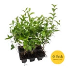 Japanese Privet in 2.5" Nursery Cubes, Ligustrum japonicum, Live Evergreen Shrub