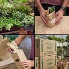 Monstera 'Dubia' (Shingle Plant) | Live Plant for Indoor & Outdoor