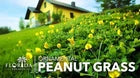 Peanut Ornamental | 60 Live 2 Inch Plants | Arachis Glabrata | Groundcover