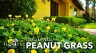 Peanut Ornamental | 60 Live 2 Inch Plants | Arachis Glabrata | Groundcover