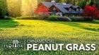 Peanut Ornamental | 60 Live 2 Inch Plants | Arachis Glabrata | Groundcover