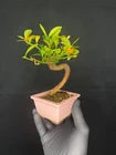 japanese shohin kinzu bonsai tree