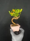 japanese shohin kinzu bonsai tree